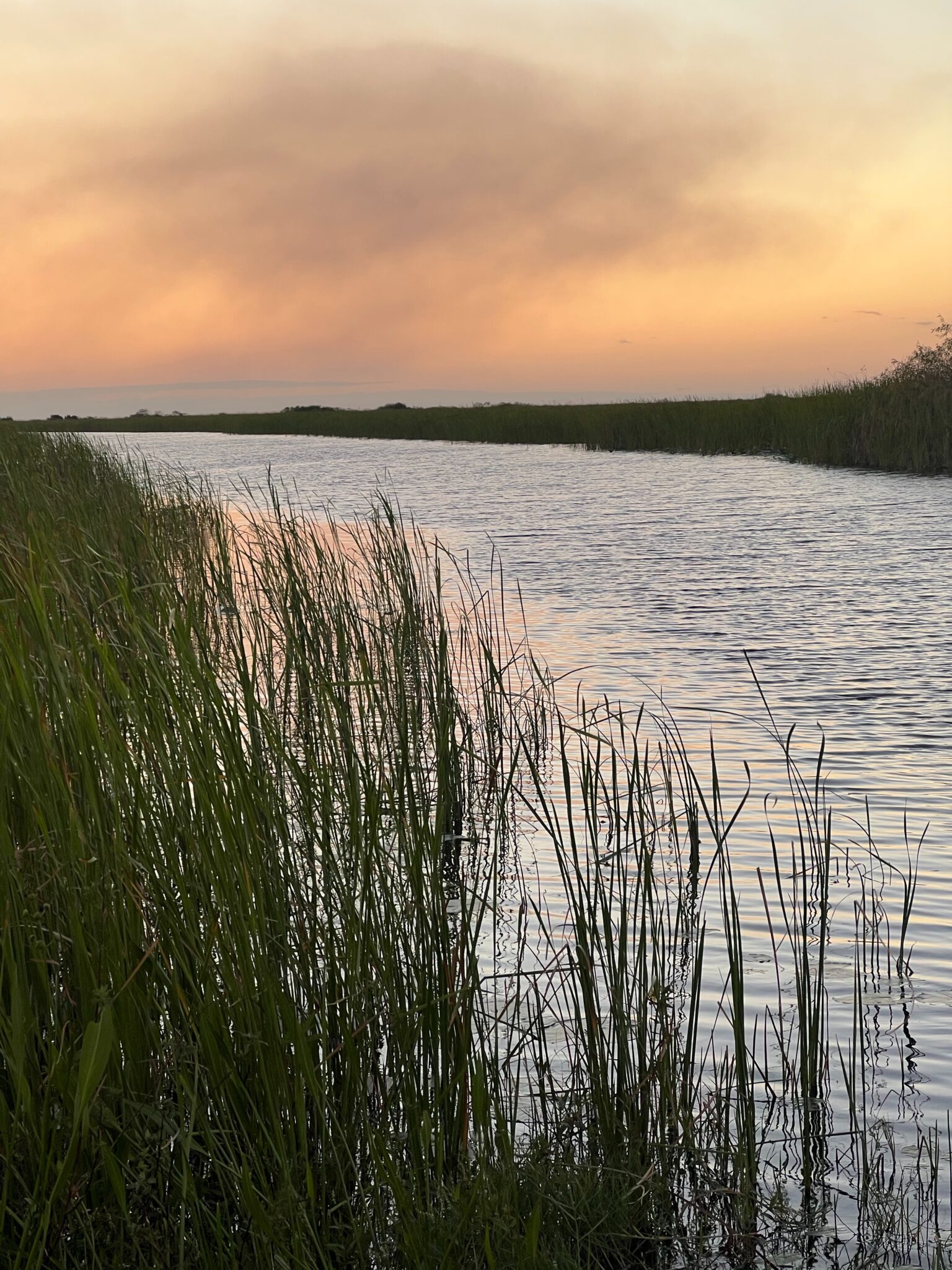 Tall reeds along the alligator pond at dusk